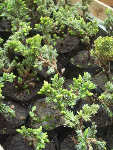 Junipero Sonare (Procumbens Nana) Ideal Bonsai - Arbol Hermano 3