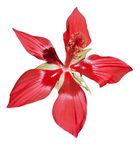 Hibiscus Coccineus 0