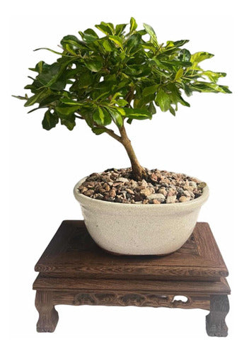 Bonsai Planta Duranta Japonica 8 Años Maceta Esmaltada N1 0