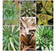 Mix Aloe Crasas Suculentas Brevifolia Black Juvenna White 0