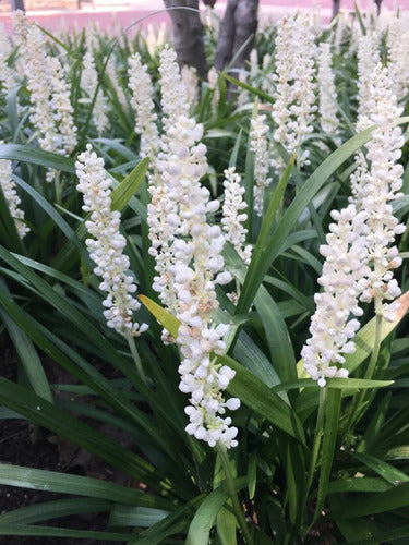 Liriope Muscari Silver Sunproof  (white Lilyturf) Blanca 1