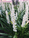 Liriope Muscari Silver Sunproof  (white Lilyturf) Blanca 1