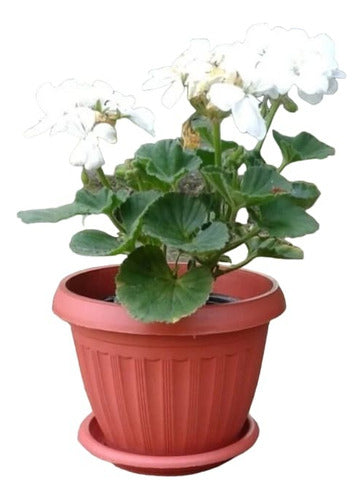 Ideal Planters for Floral Plants and Cacti Pack of 5 Units 0