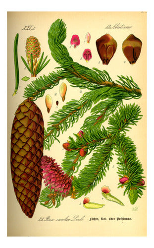 Picea - Botánica - Otto Wilhelm Thomé - Lámina 45x30 Cm 0