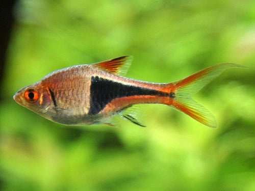 Mundo Acuatico Rasbora Surtida Chica Oferta Solo Con Mundo Acuatico 1