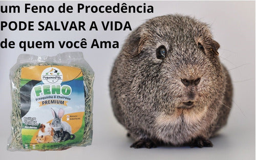 Feno Verde E Cheiroso Para Coelho Porquinho Chinchila Roedor 4