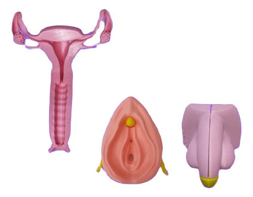 Up Med 3D Complete Sexology Kit in 3D - Biomodel for Medicine 0