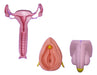 Up Med 3D Complete Sexology Kit in 3D - Biomodel for Medicine 0