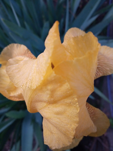 Lirio - Iris Germánica 2