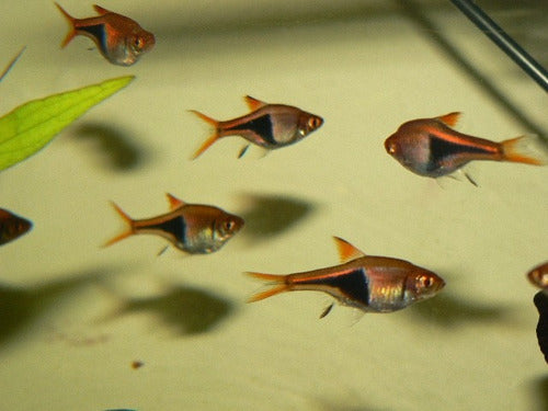 Mundo Acuatico Rasbora Surtida Chica Oferta Solo Con Mundo Acuatico 3