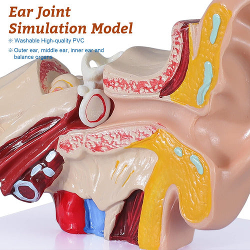 Modelo De Oido Humano 1,5 Veces Agrandado Con Base 2