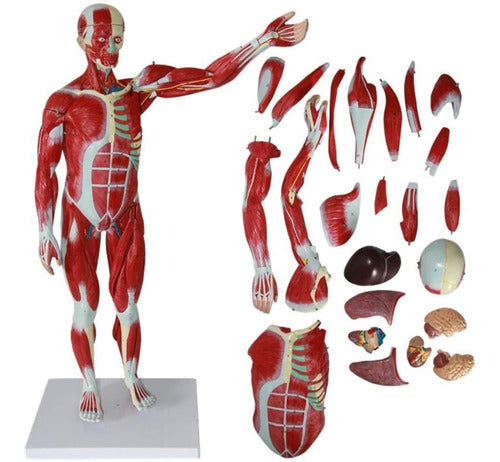 Anatomico Musculatura, Material Didactico, J3c319334 1