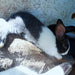 Mascotitas Flemish Giant, Californianos, and Neo Rabbits 7