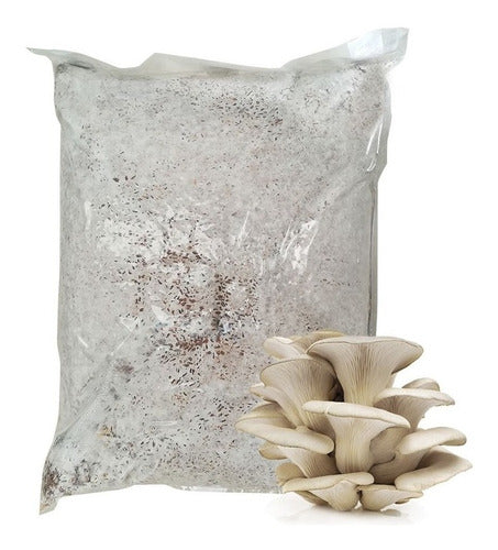 Micelio En Grano Gírgolas/hongo Ostra/pleurotus 2 Kg. 0