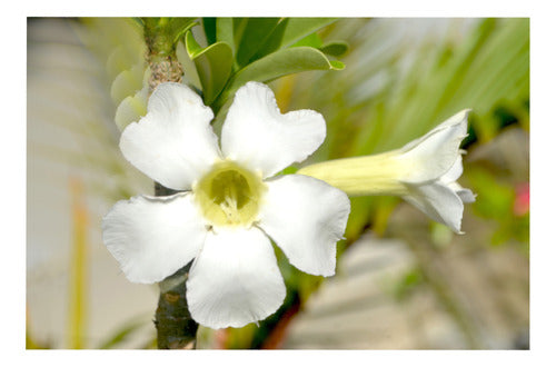 ArandanosdelSol Bignonias - 3 White Flowering Vines 0