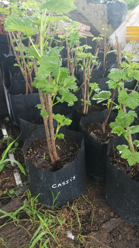 Plantas De Cassis (grosella Negra) - Fruto Del Bosque 2