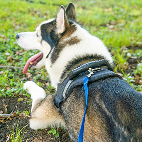 Hi Kiss - Correa De Entrenamiento Para Perros Y 4