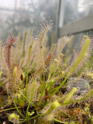 Planta Carnívora : Drosera Capensis Típica Grande 1