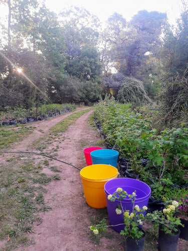 Vivero Cerco Vivo - Jazmin Amarillo 15 Unidades 4