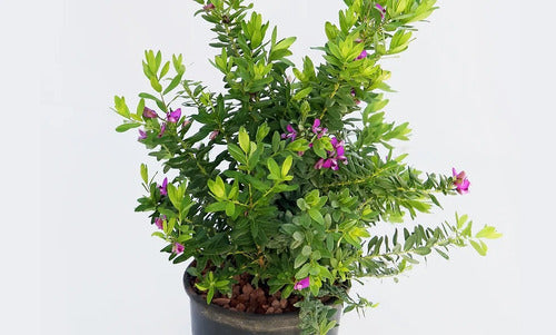 Polygala Myrtifolia  Little Bibi 0