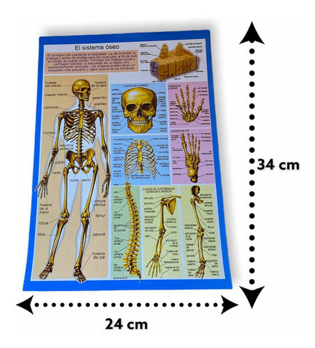 Educational Human Body Posters Set of 10 1