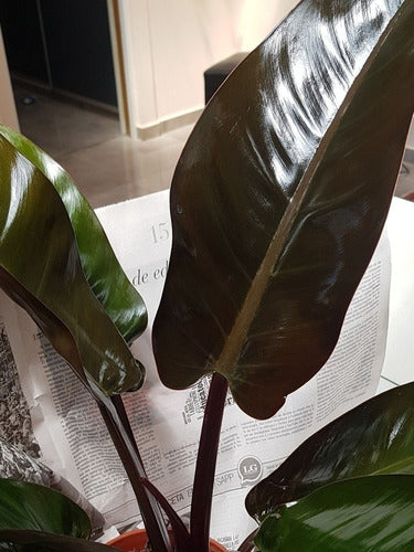 Philodendron Black - Filodendros 6