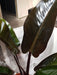 Philodendron Black - Filodendros 6