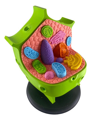 Mundo Med Eukaryotic Plant Cell Model for Biology 0