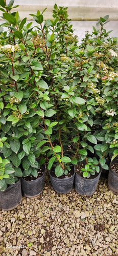 TROPICA Laurentinos (Viburnum Tinus) Ideal For Live Hedges 6