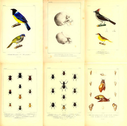 Set of +200 Printable Biodiversity Fauna America Sheets 1