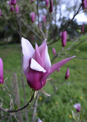 Magnolia Pùrpura ( M Liliflora) 3