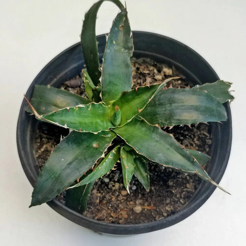 Agave Funkiana 1