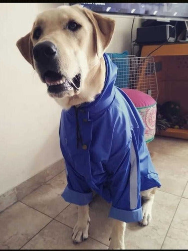 Rafa Style Dog Wear Piloto Impermeable Dogo De Burdeos Hecho A Medida 2