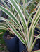 Planta De Dianella O Dianela Ideal Para Decoración Natureza 1