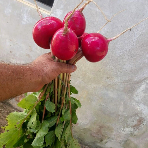 100g De Sementes De Rabanete Flash F1 Agrocinco 3