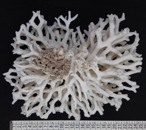 Coral Marino Caracol Concha Pecera Baño 4