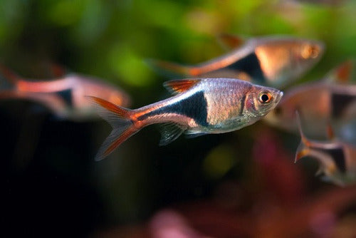 Mundo Acuatico Rasbora Surtida Chica Oferta Solo Con Mundo Acuatico 0