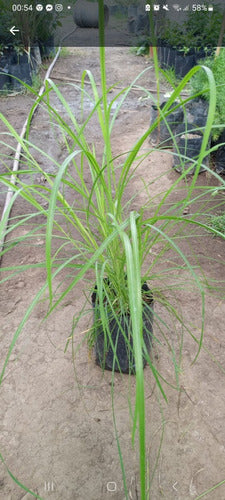 Miscanthus Sinesis Gracilimus Paisajismos Cetos 1