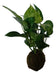 Ohana Arte Natural Kokedama Potus - Indoor Plant 0