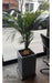 Areca Palm + Fibrocement Prism Planter + Plate 3