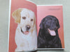 El Labrador Retriever - Diane Mccarty - Hispano Europea 4