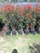 Photinia Live Hedge 1.70m, 20lt, Fast-growing - Garden Imprint 2