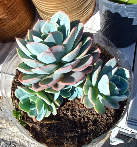 Echeveria  Imbricata 0