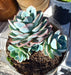 Echeveria  Imbricata 0