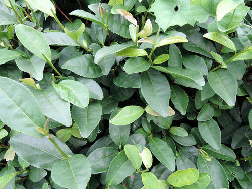 Plantin De Té - Camelia Sinensis 1