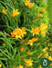 Planta Hemerocallis - Ideal Jardines Exterior 3