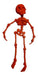 Articulated 3D Skeleton Toy - Choose Your Desired Color 51