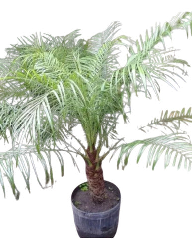 Planta Palmera Phoenix Robellini 0