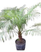 Planta Palmera Phoenix Robellini 0