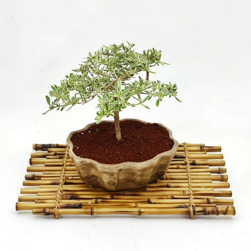 Domestic Bonsai Bonsai Planta Coprossma Kirkii Maceta Cerámica Esmaltada N2 1